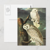 John James Audubon Owls Fine Art Briefkaart (Voorkant / Achterkant)