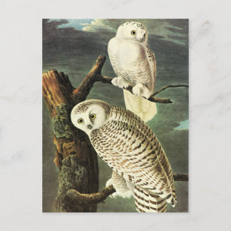 John James Audubon Owls Fine Art Briefkaart