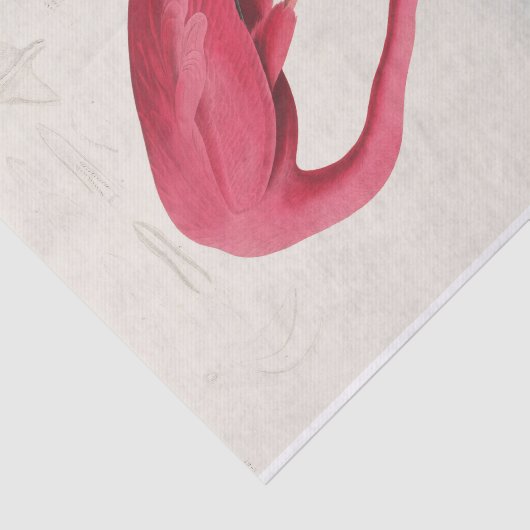 John James Audubon | Roze Flamingo Tissuepapier (Detail)