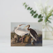 John James Audubon White Ibis Bird Print Classic Briefkaart (Staand voorkant)