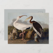 John James Audubon White Ibis Bird Print Classic Briefkaart (Voorkant / Achterkant)