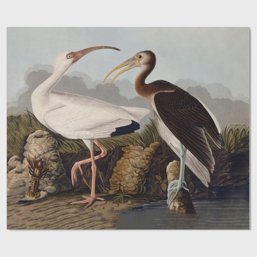 John James Audubon White Ibis Bird Print Classic Cadeaupapier (Vlak)