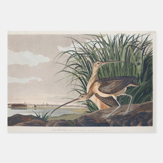 John James Audubon White Ibis Bird Print Classic Inpakpapier Vel (Voorkant 2)