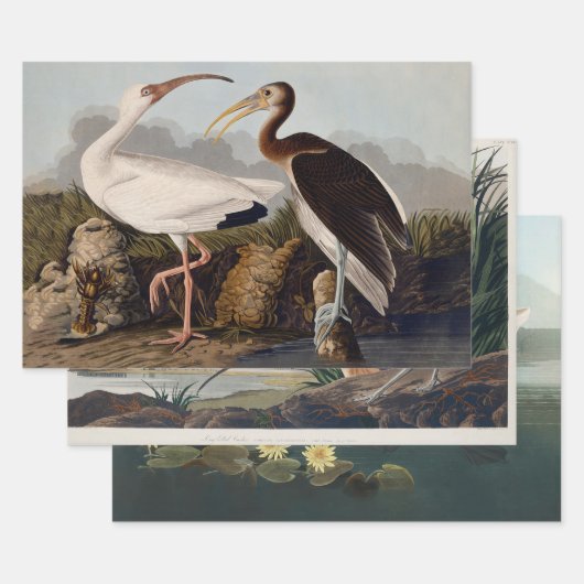 John James Audubon White Ibis Bird Print Classic Inpakpapier Vel (Set)