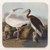 John James Audubon White Ibis Bird Print Classic Kartonnen Onderzetters (Voorkant)