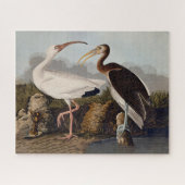 John James Audubon White Ibis Bird Print Classic Legpuzzel (Horizontaal)
