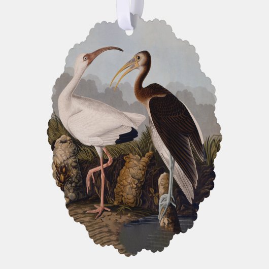John James Audubon White Ibis Bird Print Classic Ornament Kaart (Links)