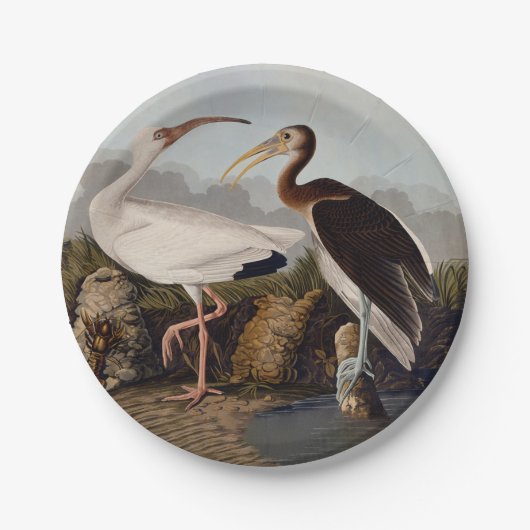 John James Audubon White Ibis Bird Print Classic Papieren Bordje (Voorkant)