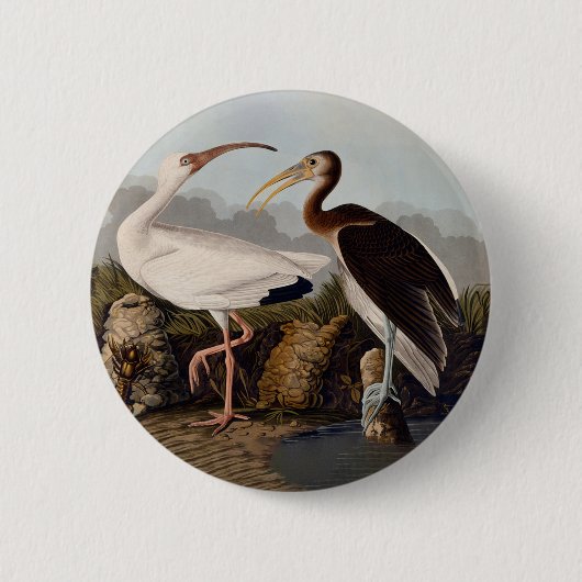 John James Audubon White Ibis Bird Print Classic Ronde Button 5,7 Cm (Voorkant)