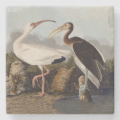John James Audubon White Ibis Bird Print Classic Stenen Onderzetter (Voorkant)