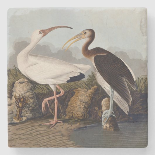 John James Audubon White Ibis Bird Print Classic Stenen Onderzetter (Voorkant)