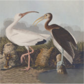 John James Audubon White Ibis Bird Print Classic Sticker (Voorkant)