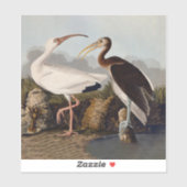 John James Audubon White Ibis Bird Print Classic Sticker (Vel)
