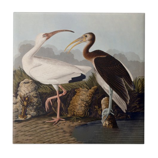 John James Audubon White Ibis Bird Print Classic Tegeltje (Voorkant)