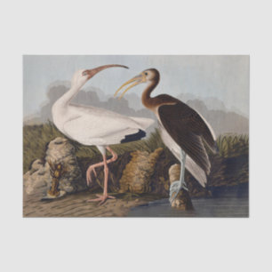 John James Audubon White Ibis Vogelprint Klassieke Tissuepapier