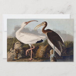 John James Audubon Witte Ibis Vogelprint Klassieke