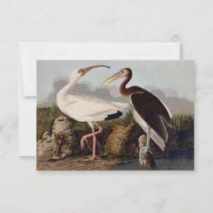 John James Audubon Witte Ibis Vogelprint Klassieke