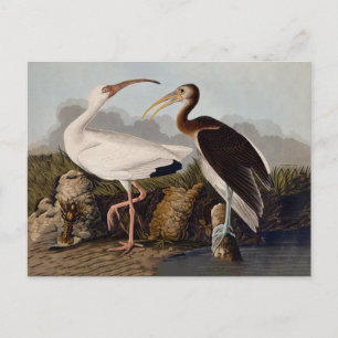 John James Audubon Witte Ibis Vogelprint Klassieke Briefkaart