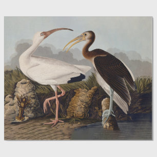John James Audubon Witte Ibis Vogelprint Klassieke Cadeaupapier