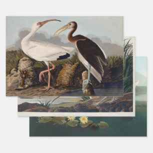 John James Audubon Witte Ibis Vogelprint Klassieke Inpakpapier Vel