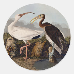 John James Audubon Witte Ibis Vogelprint Klassieke Ronde Sticker