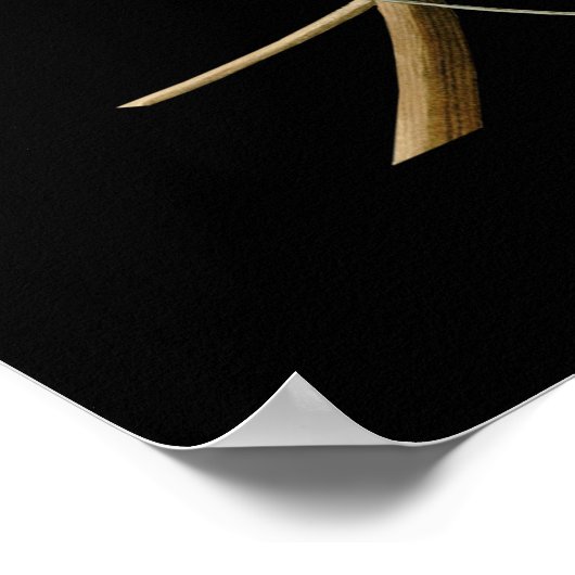 John James Audubon ~ Zomervogels ~ Poster (Hoek)