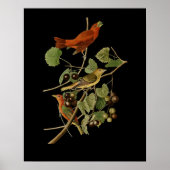 John James Audubon ~ Zomervogels ~ Poster (Voorkant)