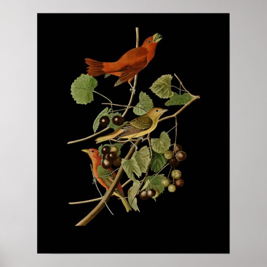 John James Audubon ~ Zomervogels ~ Poster (Voorkant)