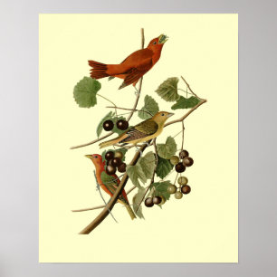 John James Audubon ~ Zomervogels ~ Poster