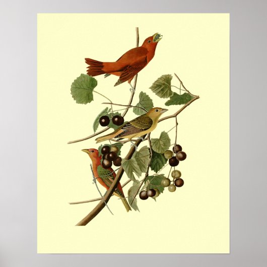John James Audubon ~ Zomervogels ~ Poster (Voorkant)