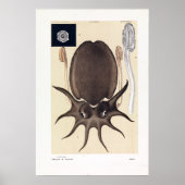 John James Wild Large Melbourne Sepia Poster (Voorkant)