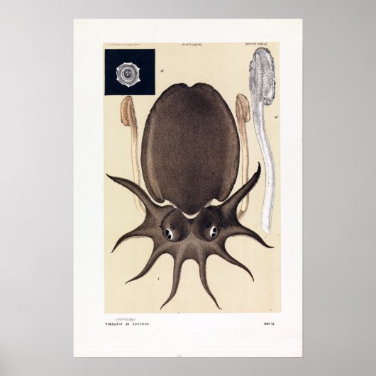 John James Wild Large Melbourne Sepia Poster (Voorkant)