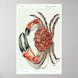 John James Wild Tasmanian Giant Crab  Poster