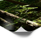 John Muir citeert Dirt Path in Forest Photographic Perfect Poster (Hoek)