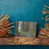 John Muir Quote Giant Conifer Forest Fotoplaat (Zijkant)