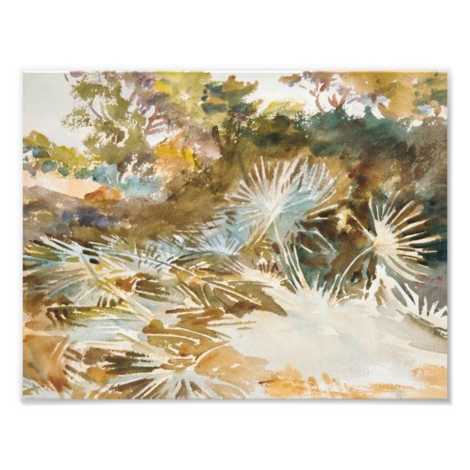 John Singer Sargent - Landschap met Palmettos Foto Afdruk (Voorkant)