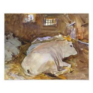 John Singer Sargent - Oxen Foto Afdruk