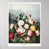 John Thornton Rozen uit De Tempel van Flora Poster (Voorkant)
