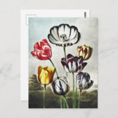 John Thornton Tulpen uit De Tempel van Flora Briefkaart (Voorkant / Achterkant)