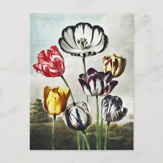 John Thornton Tulpen uit De Tempel van Flora Briefkaart (Voorkant)