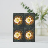 John Thornton: Vier nachtblazende cereussen Botani Briefkaart (Staand voorkant)