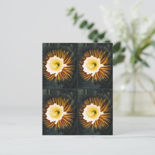 John Thornton: Vier nachtblazende cereussen Botani Briefkaart (Staand voorkant)