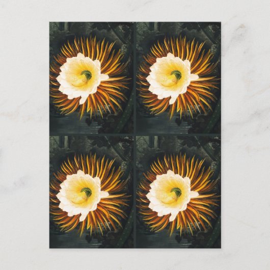 John Thornton: Vier nachtblazende cereussen Botani Briefkaart (Voorkant)