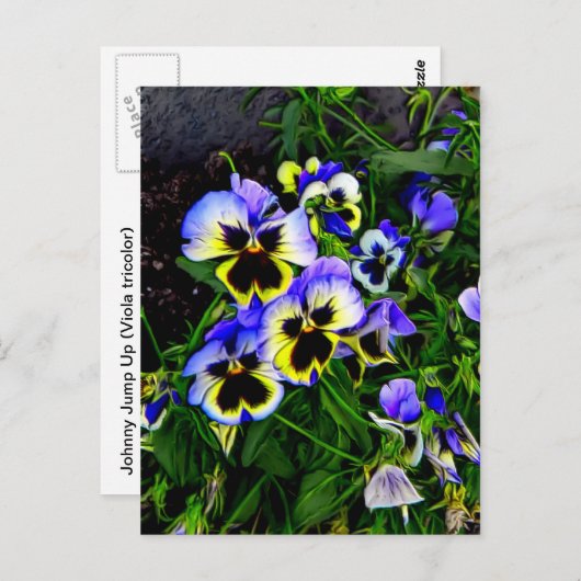 Johnny Jump Up Briefkaart (Voorkant / Achterkant)