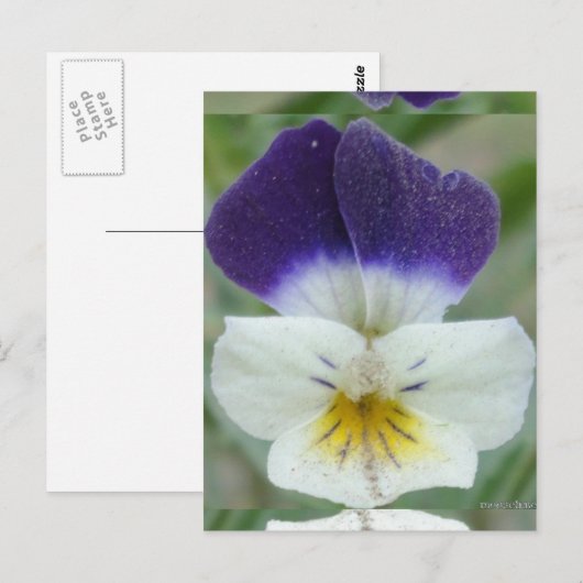 Johnny Jump-up Flower Pic Briefkaart (Voorkant / Achterkant)