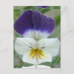 Johnny Jump-up Flower Pic Briefkaart