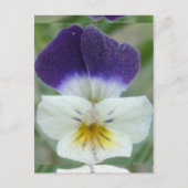 Johnny Jump-up Flower Pic Briefkaart (Voorkant)