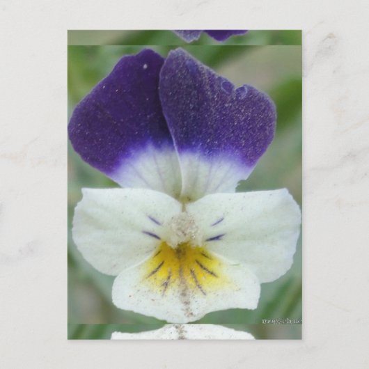 Johnny Jump-up Flower Pic Briefkaart (Voorkant)