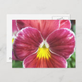 Johnny Jump Up Flowers Briefkaart (Voorkant / Achterkant)