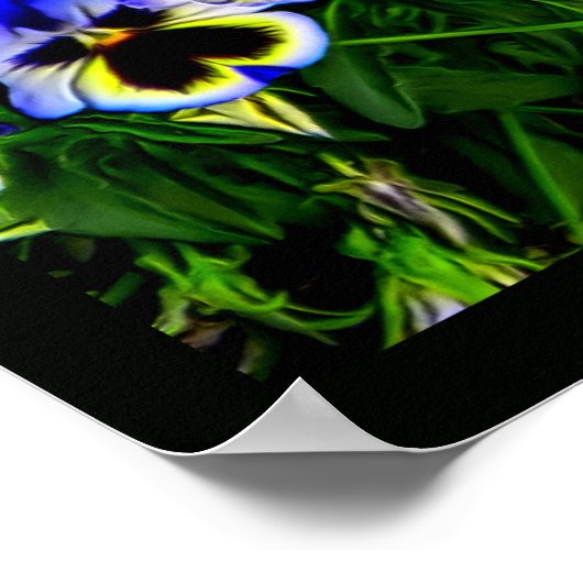 Johnny Jump Up Poster (Hoek)